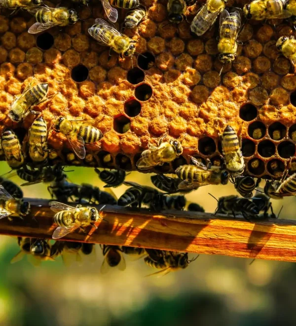 Miele di Eucalipto della Sardegna