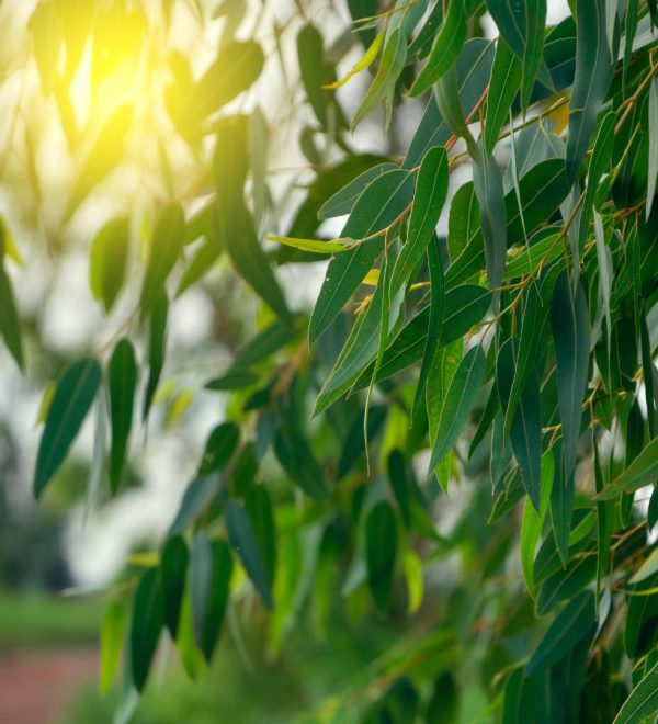 Il miele di Sardegna